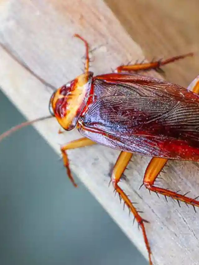 tv9gujarati's tweet card. વંદાને તમારા ઘરથી દૂર રાખવા માટે આ પગલાં અજમાવી જુઓ | Try these steps to keep cockroaches away from your home