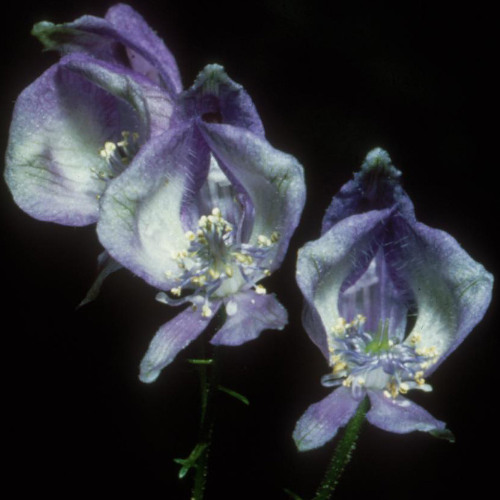 vinlynv's tweet card. 【キラノ ACONITUM】 裏世界 【UTAU音源配布】