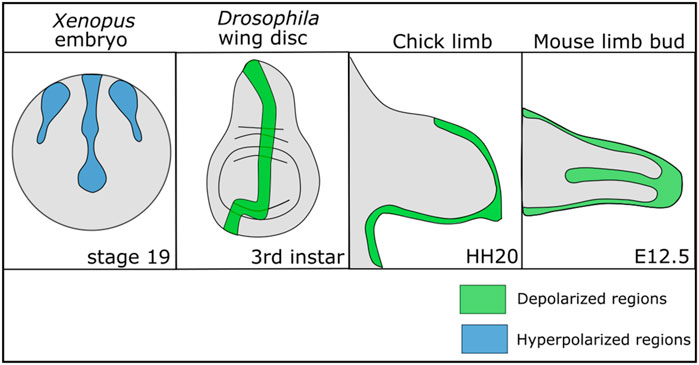 BatesLab's tweet card. To execute the intricate process of development, cells coordinate across tissues and organs to determine where each cell divides and differentiates. This coo...