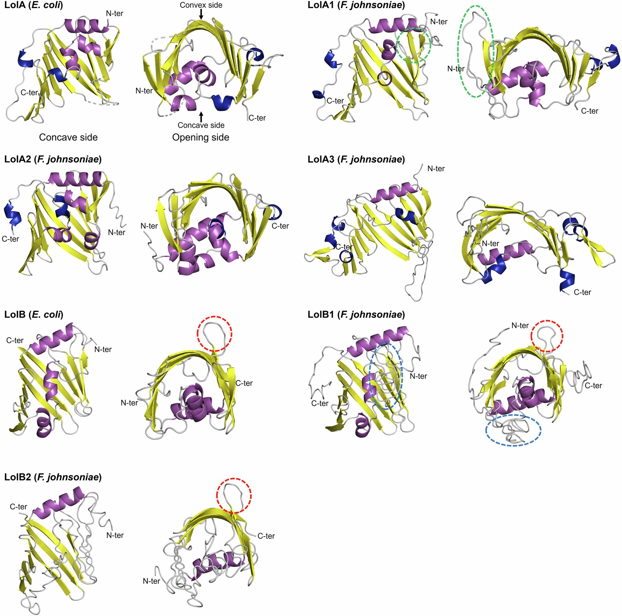 CCanimorsus's tweet card. Communications Biology - Bacteroidota harbor multiple Localization of lipoproteins (Lol) systems, of which one is necessary for the correct localization of gliding motility and Type 9 secretion...