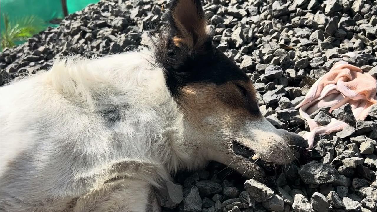 Sangeetawasthi3's tweet card. कातिल कौन?