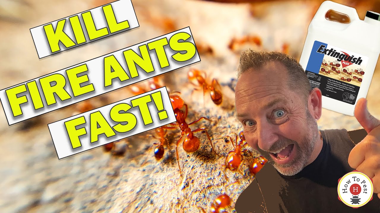 HowToPest's tweet card. How to Get Rid of Fire Ants FAST | Extinguish Plus Fire Ant Bait...