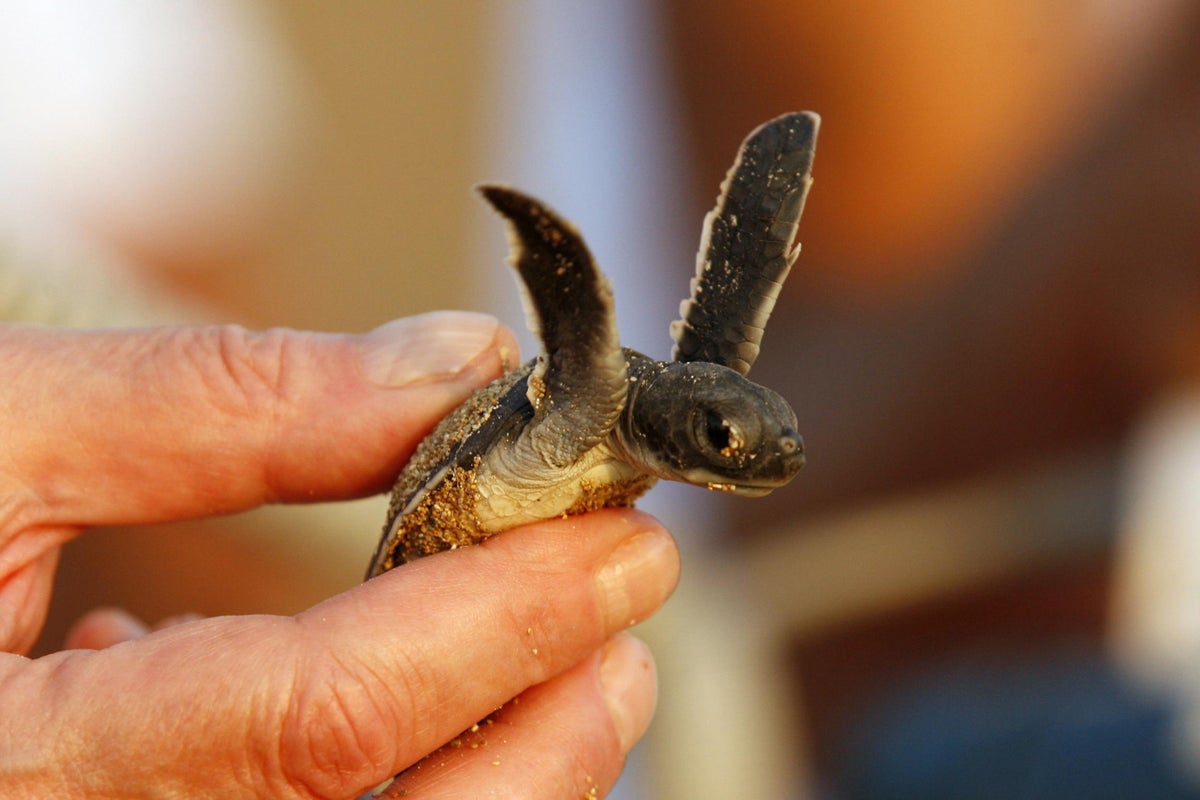 Hobenlibrary's tweet card. Study suggests younger reptiles are particularly vulnerable to pollution