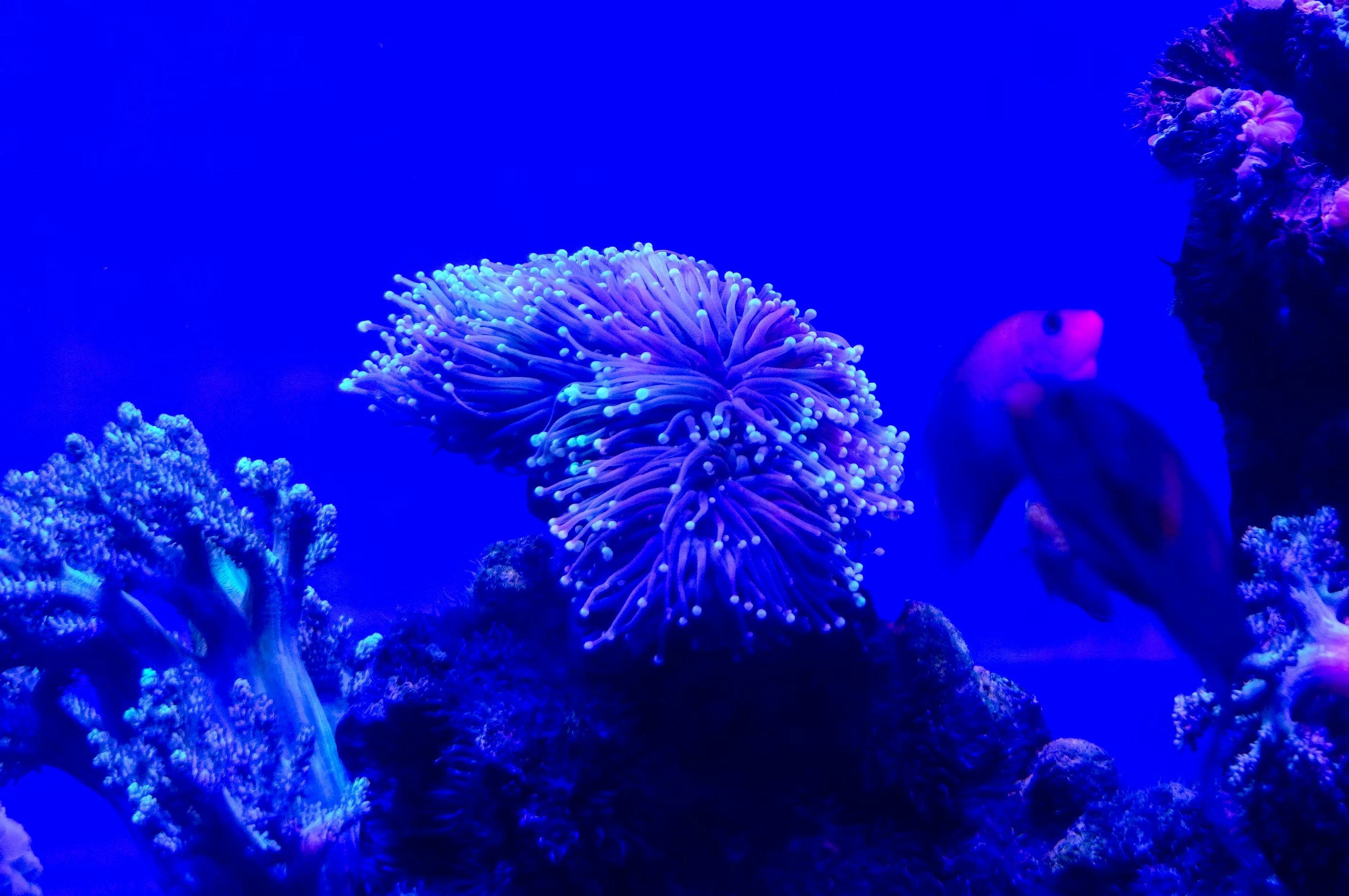 hope_inc_aus's tweet card. After 20 years of effort, a major global agreement to protect the world’s oceans is finally set to become international law, with over 70 countries having ratified it.