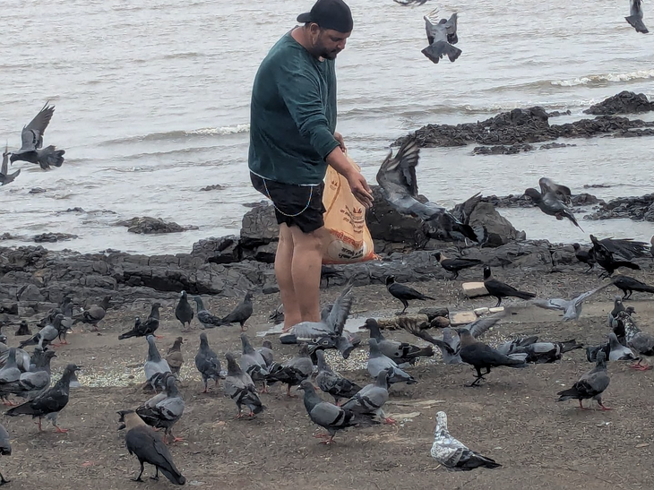 mumbaimatterz's tweet card. State to act against 51 pigeon feeding spots citywide,BMC asked to enforce strict ban on bird feeding,Citizens support move, some complain of poor implementation locally | As Urban Development...