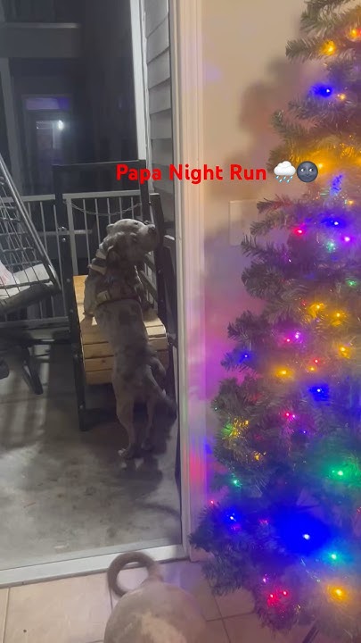 AITRADEIDEAS's tweet card. Dog with a plan #dog #fyp #dogtreadmill #puppy #shortsviral #amerci...