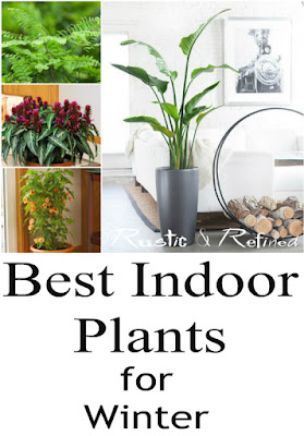DcostaSteven's tweet card. Amazing Indoor Plants to Grow During Winter, bringing the garden indoors.