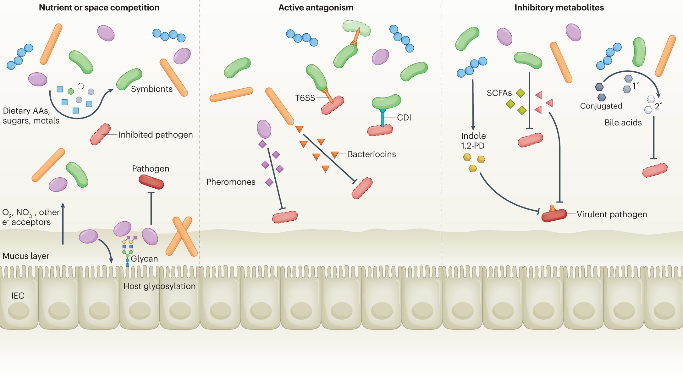 hlcao's tweet card. Nature Reviews Microbiology - In this Review, Caballero-Flores, Pickard and Núñez explore how the microbiota limits colonization by pathogens and the strategies used by pathogens to...