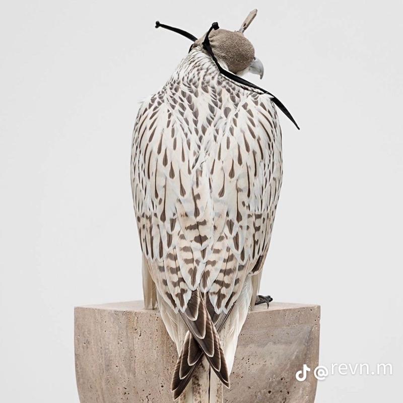 majed_mutairi6's tweet card. Chat anonymously with Az1347 now!