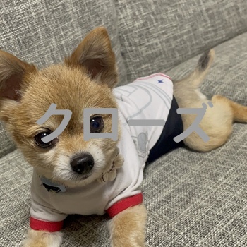 inu_maigo's tweet card. 10月26日、線路沿いのアメでは出られない深い側溝で亡くなっていました。 たくさんの方のご協力ありがとうございました。 願いは叶いませんでしたが、やっと我が家に帰ってきました。