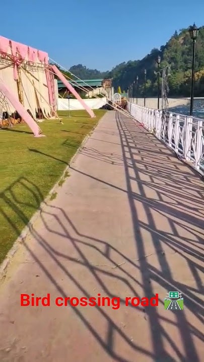 Subhashchamol11's tweet card. #bird#roadcrossing#lawn#nature#sunnyday#soundofriver#beautifulgreen...