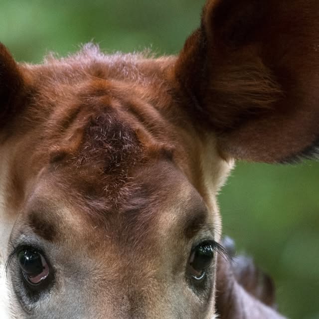 WillKnocker's tweet card. Wildlife Conservation Society (@thewcs) • Instagram photo