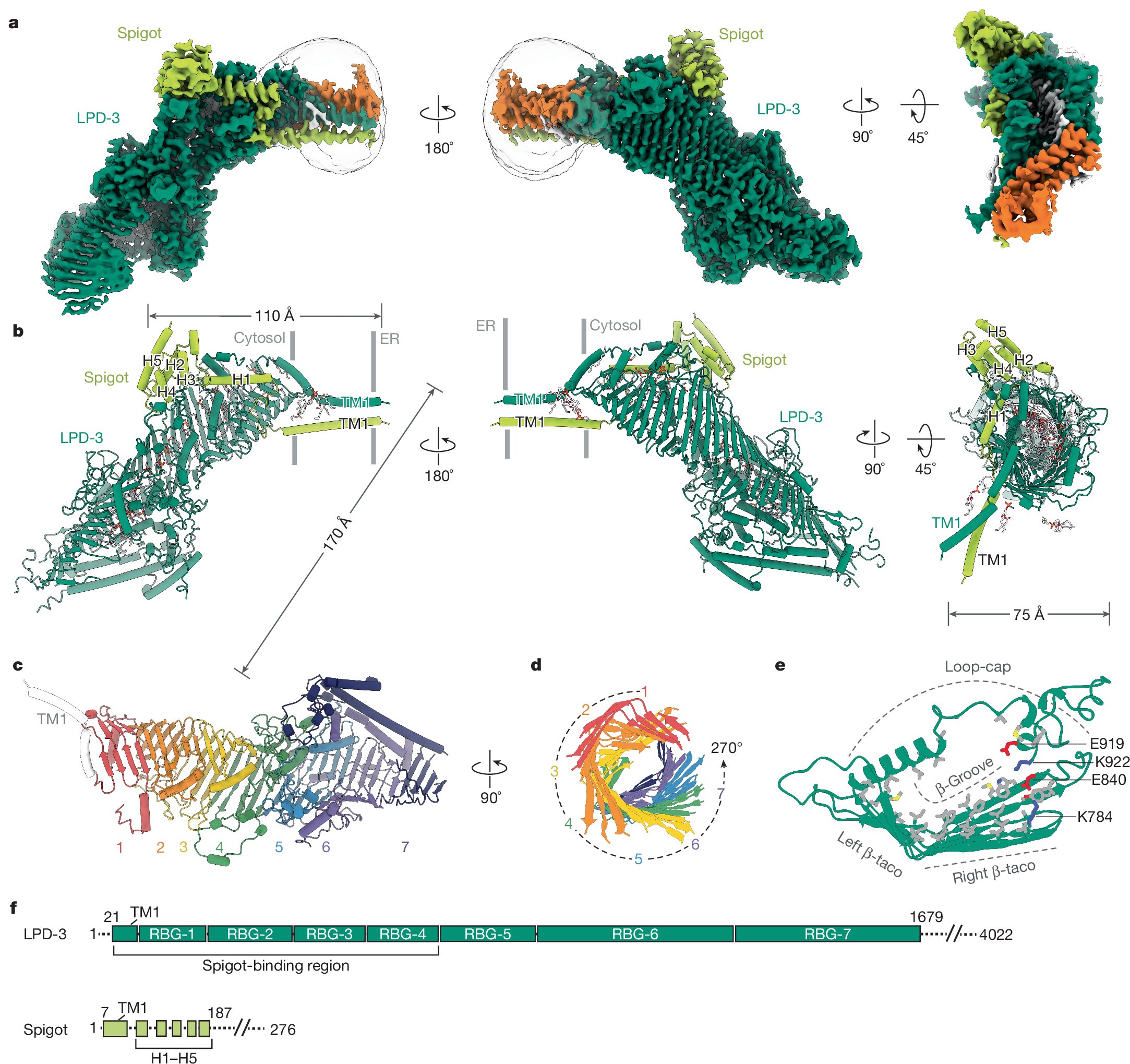 Nature's tweet card. Nature - The LPD-3 complex structure reveals protein–lipid interactions that suggest a model for how the native LPD-3 complex mediates bulk lipid transport and provides a foundation for...