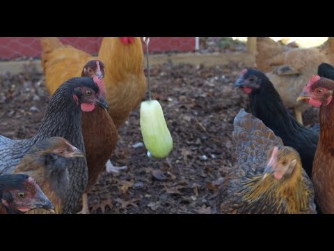 MossyGreenLog's tweet card. Chickens love cucumber, hate the peel.