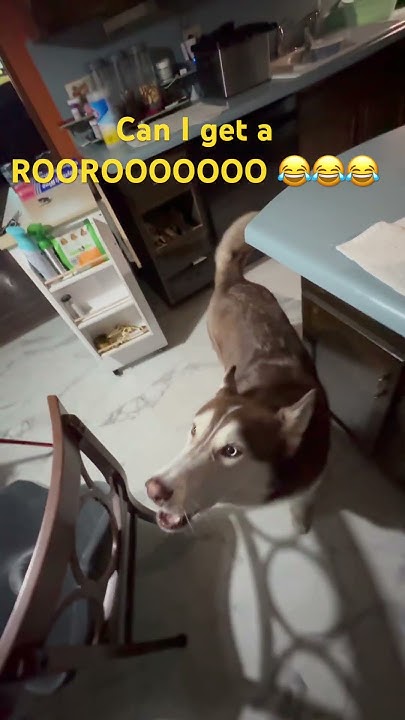 RefsAreTrash's tweet card. Can I get a ROOROOOOOO 😂😂 #husky #funnyvideo #dog #funnydogs