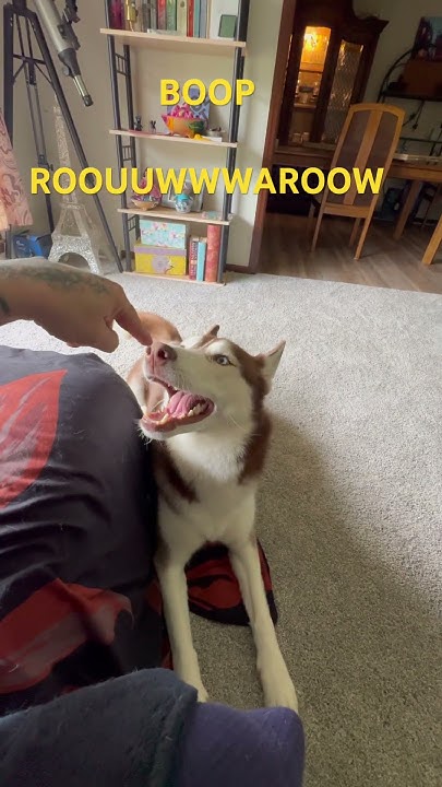 RefsAreTrash's tweet card. I Booped His Nose! 🥰 #husky #funnydogs