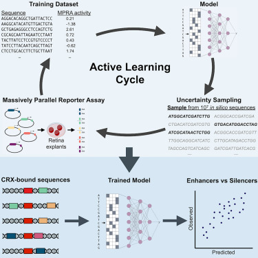 CellSystemsCP's tweet card. Friedman et al. introduce an active machine learning workflow to iteratively train deep learning models of regulatory DNA on successive rounds of experimental data. Using active learning with...