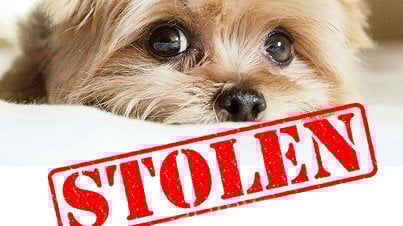 trac_dog's tweet card. Make 'Dog Theft' a Specific and Serious Crime.