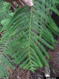 ArundelTree's tweet card.  The Araucaria (Araucarias) is a genus of trees mostly native to the Southern Hemisphere and including only 19 species. Four of these species have become popular ornamental plantings here in the...
