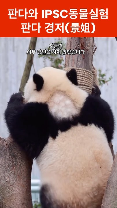 sonmiseon267055's tweet card. 판다와 IPSC동물실험: 판다 경저(景姐, Jingjie) #animals #panda #fubao #ipc #ipscs...