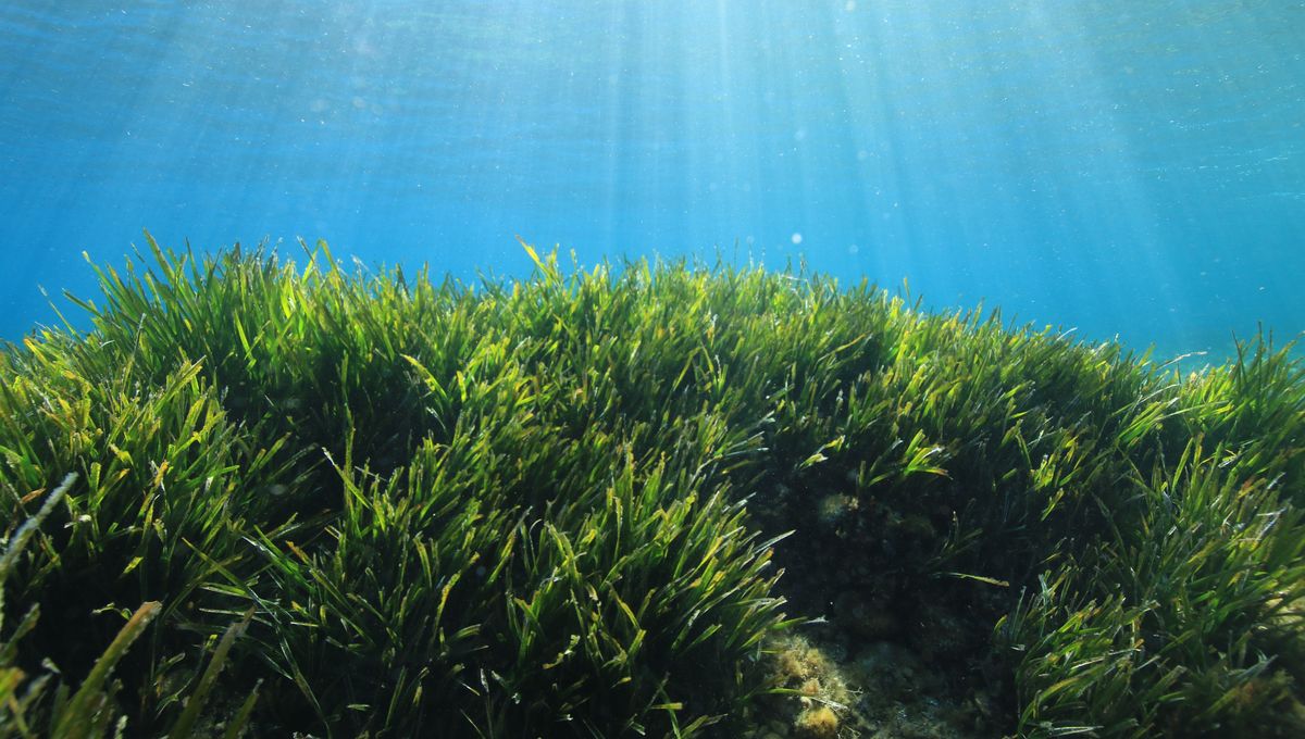 ParcCalanques's tweet card. Zoom sur un programme de protection des fonds marins inédit à Marseille, destiné à lutter contre le réchauffement climatique. L’idée est de permettre à des entreprises de compenser une partie de...