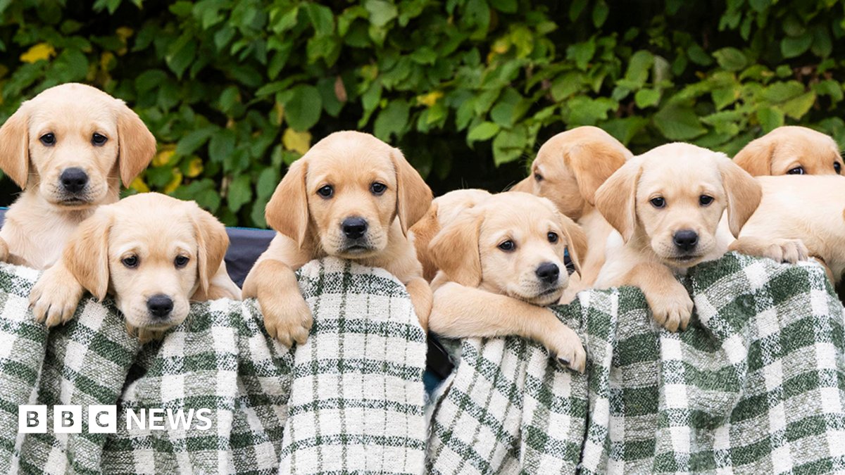 lyn_golden's tweet card. Guide Dogs says the 13 puppies, named "the baker's dozen", could cost £1m to breed, raise and train.