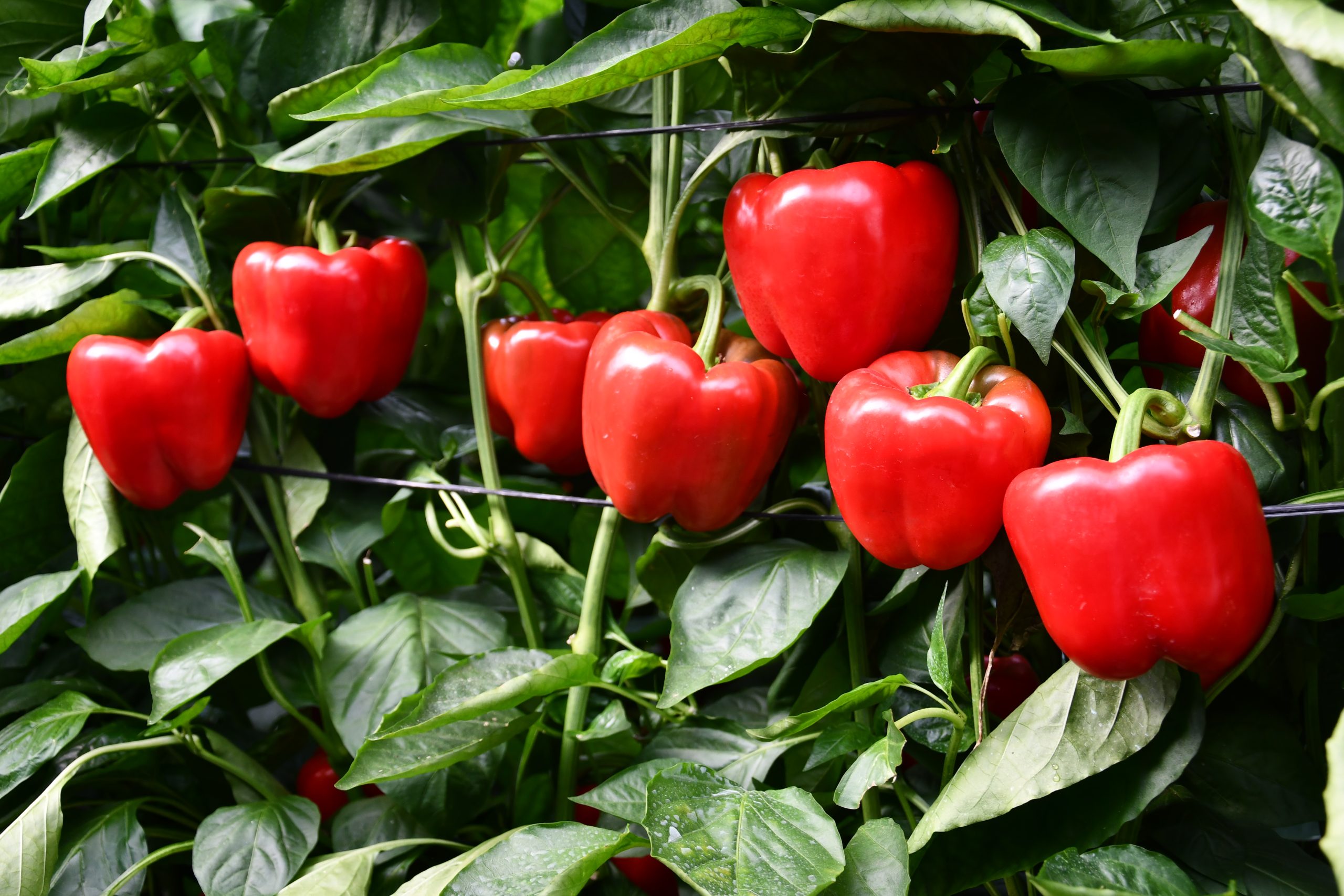 valenciafruits's tweet card. La asociación trasladará la iniciativa a Hortyfruta y a la Consejería de Agricultura para consensuar un plan provincial que refuerce la sanidad vegetal en los cultivos de pimiento y el conjunto del...