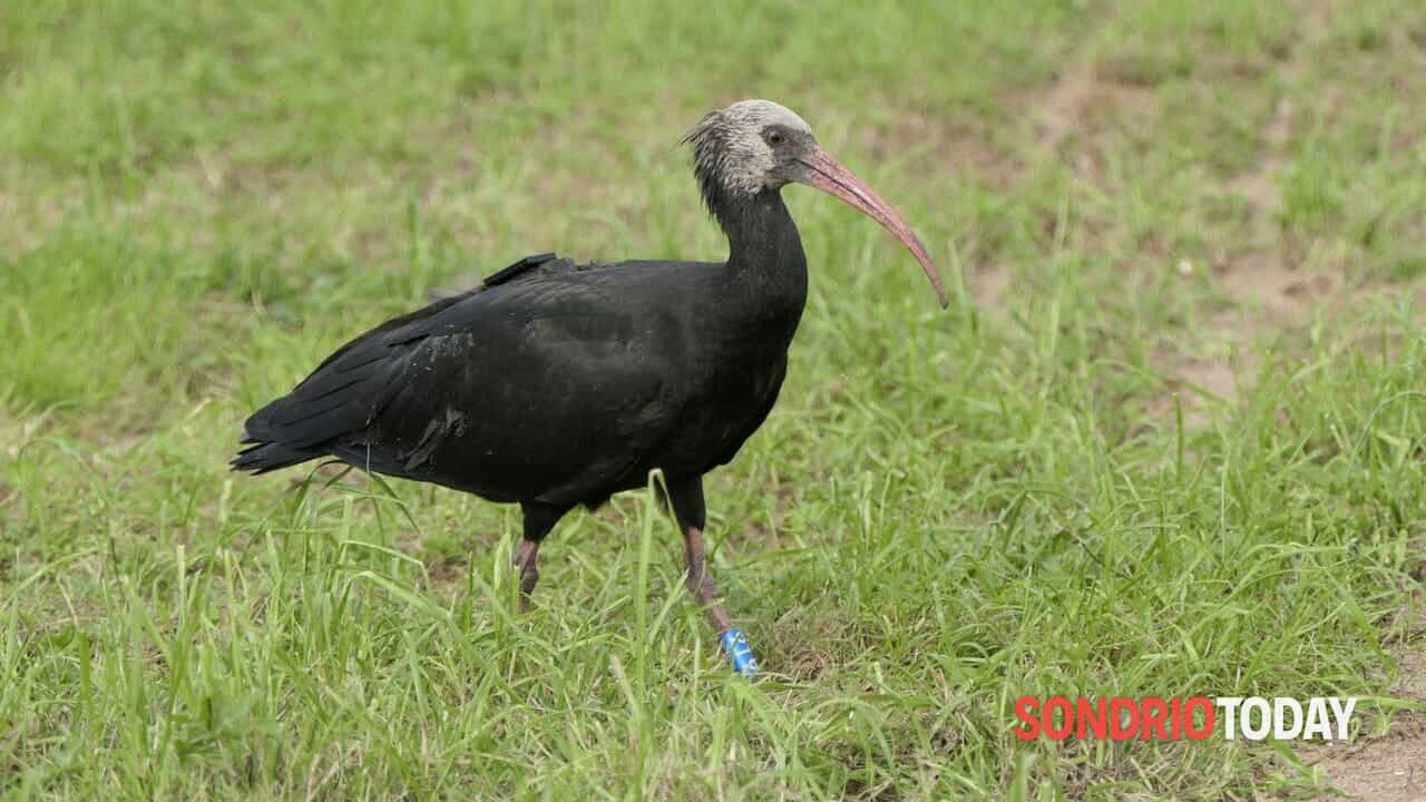 panzanella57's tweet card. I dettagli dei loro spostamenti resi noti dall'associazione Waldrappteam Conservation and Research