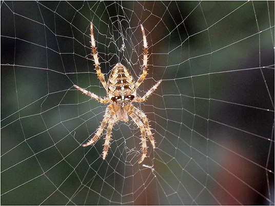 fionafrench's tweet card. This paper seeks to expand traditional aesthetic dimensions of design beyond the limits of human capability in order to encompass other species’ sensory moda...