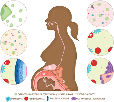 drkarenforbes's tweet card. (A) The content of watermelon extracellular vesicles (EVs) differs from watermelon cells. (B) Plant EVs are known to survive digestion; here we show (C) they are internalised into intestinal epithe...