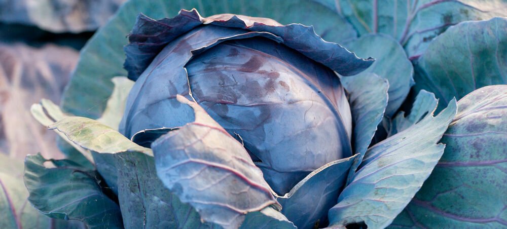 LABORPRAXIS's tweet card. Kohl gilt allgemein als sehr gesund. Je nach Erntezeit besitzt er sogar besonders viele förderliche Eigenschaften, wie Forschende des Leibniz-Instituts für Gemüse- und Zierpflanzenbau (IGZ) in einer...