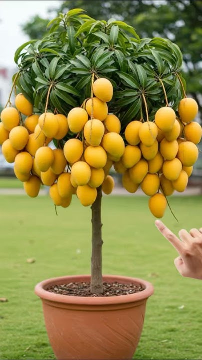 Guptaprakashr's tweet card. A new way to graft mango trees produces more fruit in a short period...