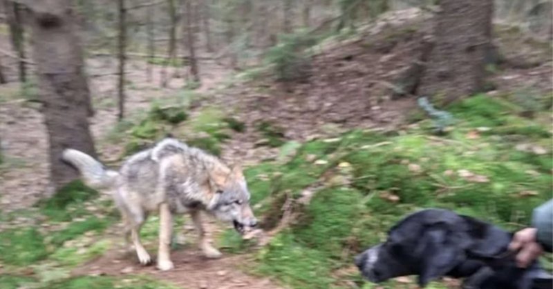 Geagiteerde wolf nadert wandelaars met hond tot op enkele meters