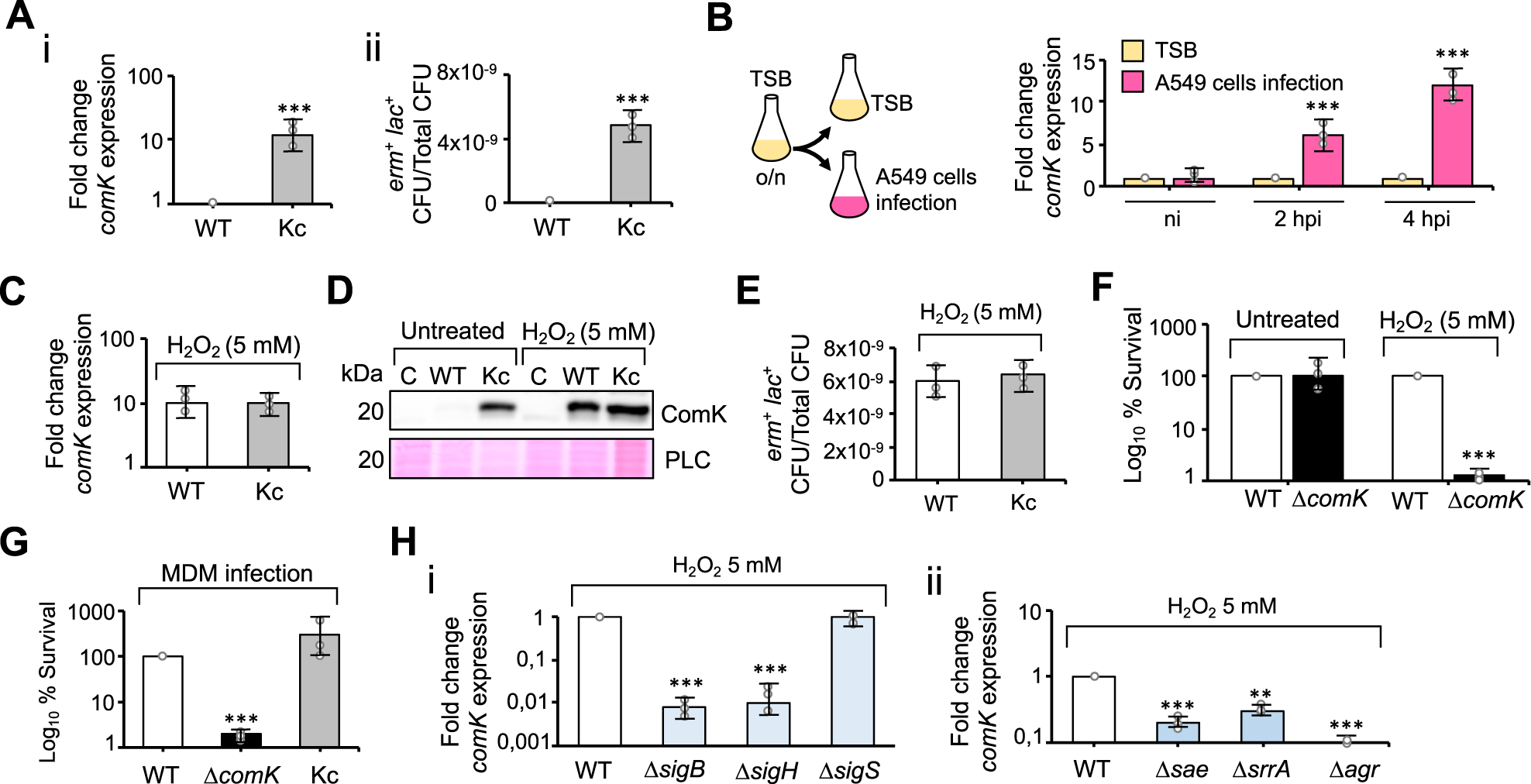 JuliaGFernandez's tweet card. Nature Communications - Orthologs of natural competence genes are conserved in non-competent bacterial species, suggesting they have a role other than in transformation. Here, the authors show that...
