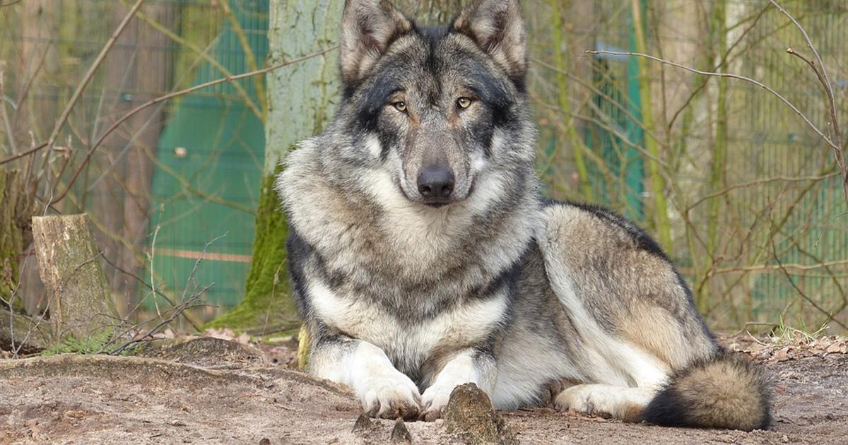 SimoneSimoni11's tweet card. In attesa della decisione definitiva del 23.02.2017 riguardo il piano di abbattimento del lupo, vi richiediamo un piccolo aiuto. Firmate la petizione e condividete il piú possibile per proteggere il n