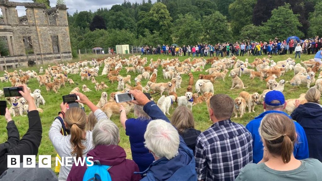 TheSimonBot's tweet card. The dogs and their owners are marking 155 years since the breed's first litter was born.