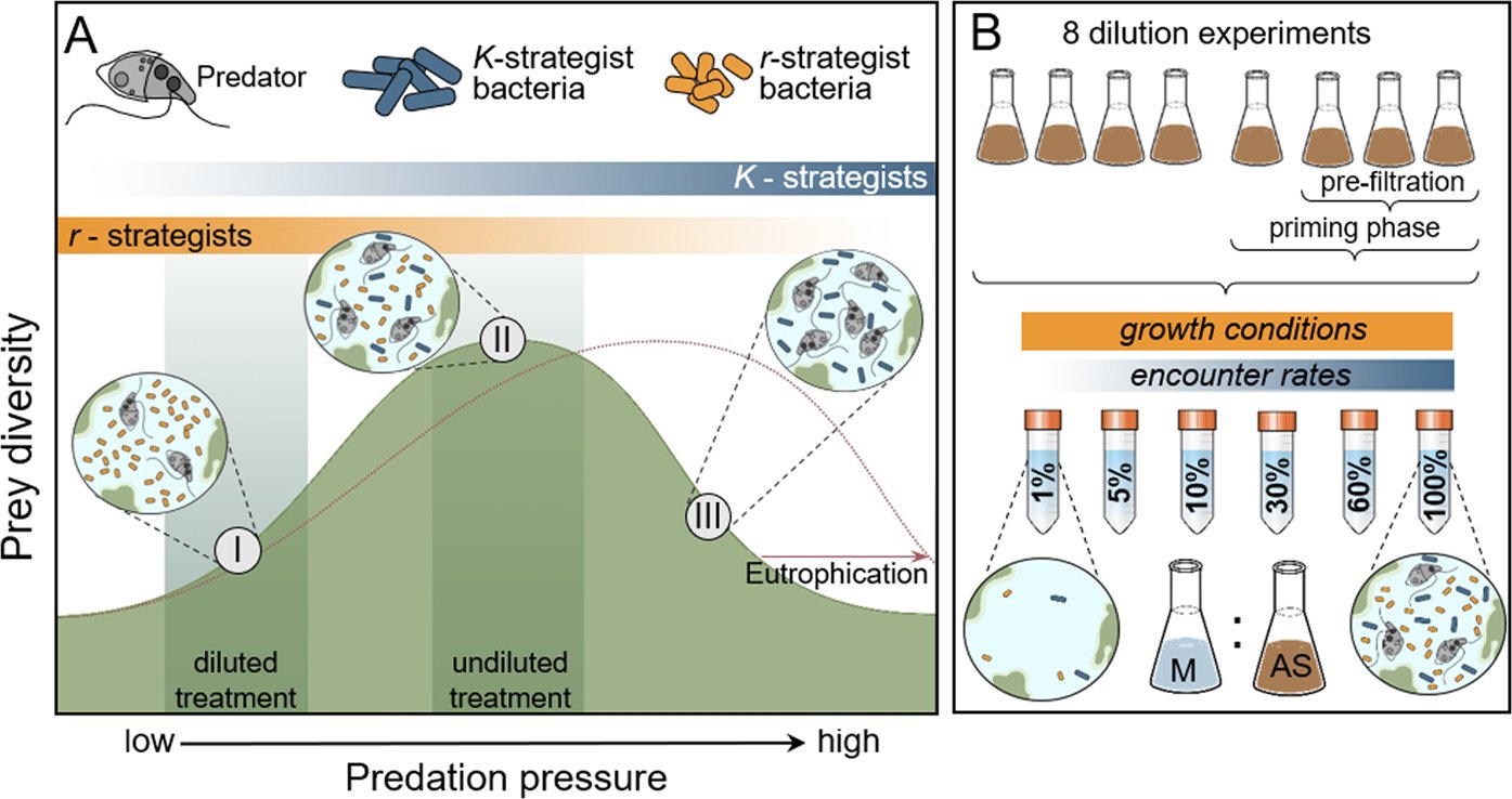 BEELab_IISc's tweet card. The ISME Journal - Predation increases multiple components of microbial diversity in activated sludge communities