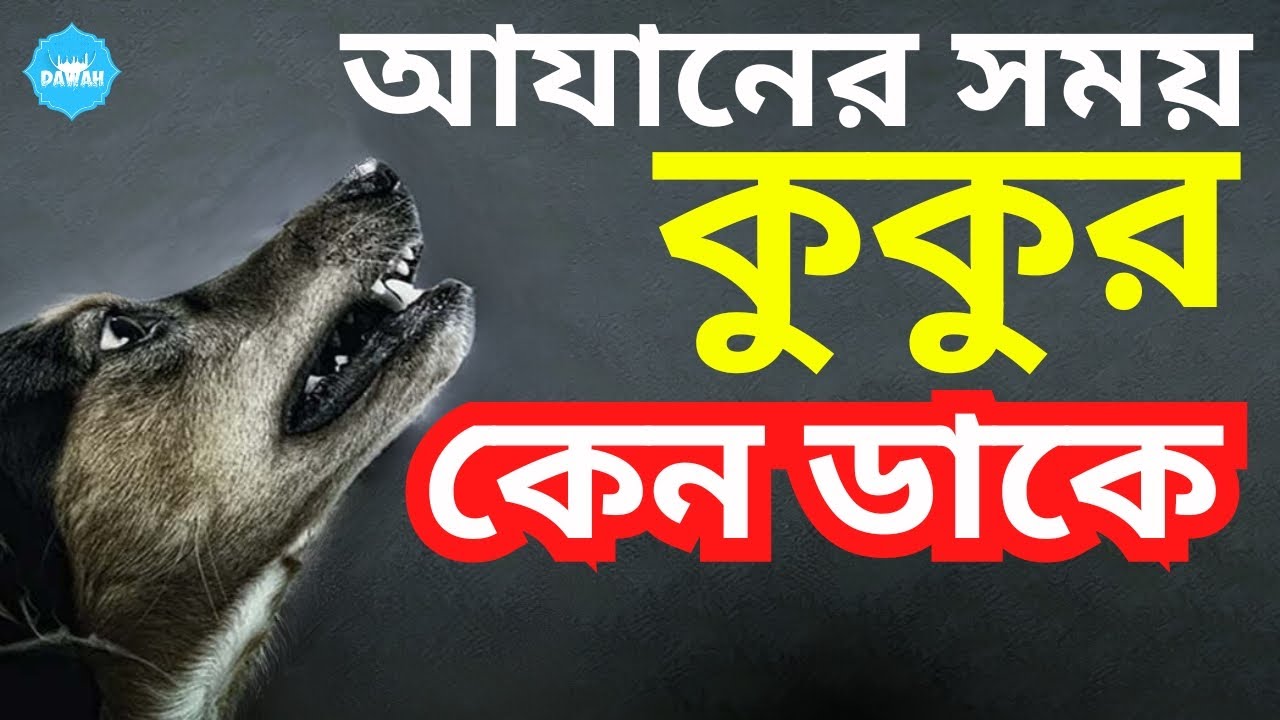 Cognitive2creat's tweet card. ইসলামিক প্রশ্ন উত্তর রফিকুল ইসলাম আল মাদানী | মাঝ রাতে কুকুর কাঁদে...