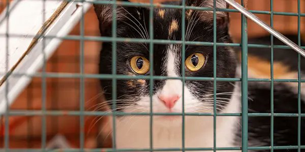 ASPCApro's tweet card. The ASPCA's free TNRM certification workshop for NYC is suspended, though we continue to support our current volunteers.