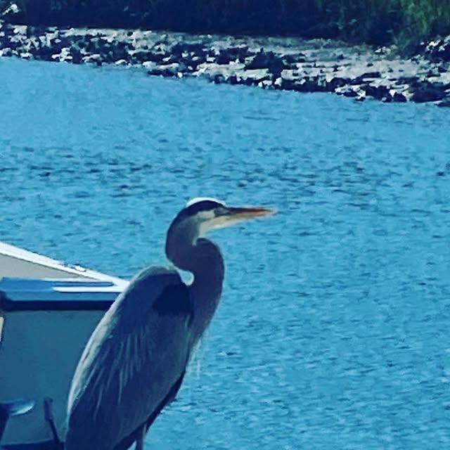 ReelJobCharters's tweet card. Reel Job Charter Fishing (@reeljobcharterfishing) • Instagram photo