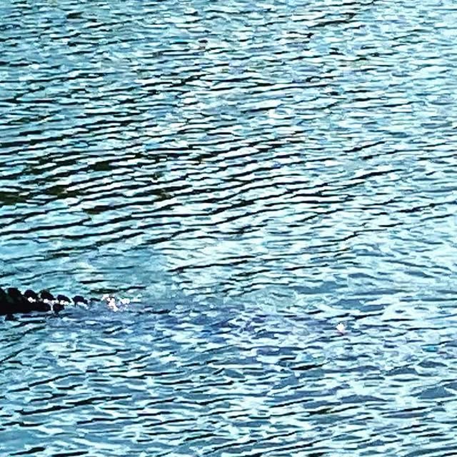 ReelJobCharters's tweet card. Reel Job Charter Fishing (@reeljobcharterfishing) • Instagram photo