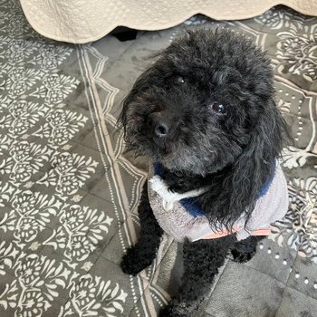 inu_maigo's tweet card. 噛むことはないと思います。人懐こくて飛びつくのでびっくりするかも