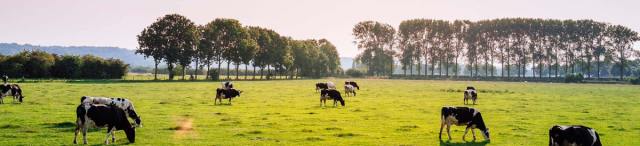 SergioSilvaQ62's tweet card. Rural