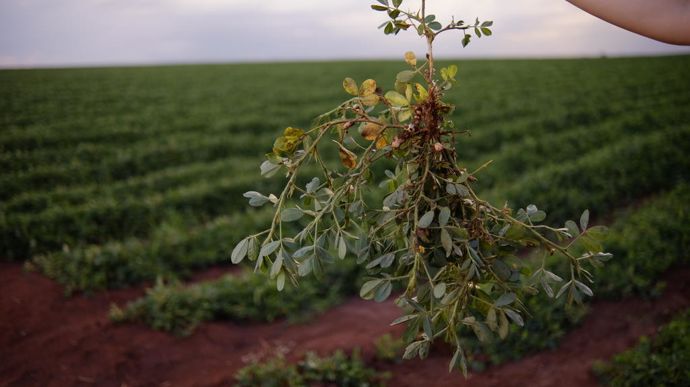 FranceAgricole's tweet card. Simple culture de rotation au milieu de la canne à sucre, la cacahuète s’est bâtie en quelques décennies une filière solide, tournée vers l’...