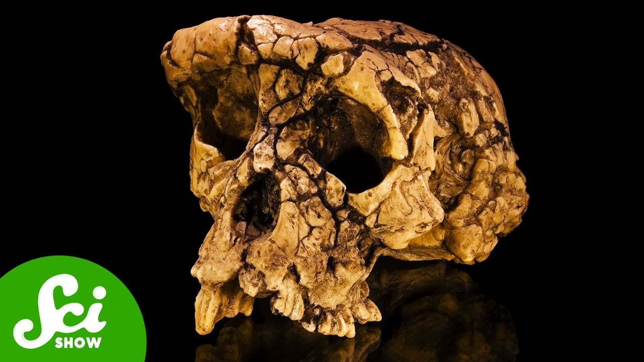 Vic_Stone1's tweet card. A Researcher Hid This Fossil For Decades. Here’s Why