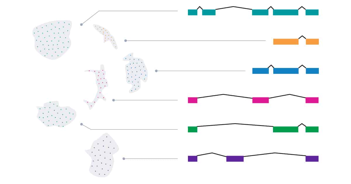 bioinfblogs's tweet card. Researchers have created a novel cell-specific atlas of gene isoform expression that reshapes our understanding of brain development.