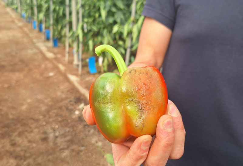 RevistaMercados's tweet card. COEXPHAL apoya el paro biológico para frenar la expansión del Trips y la Araña roja