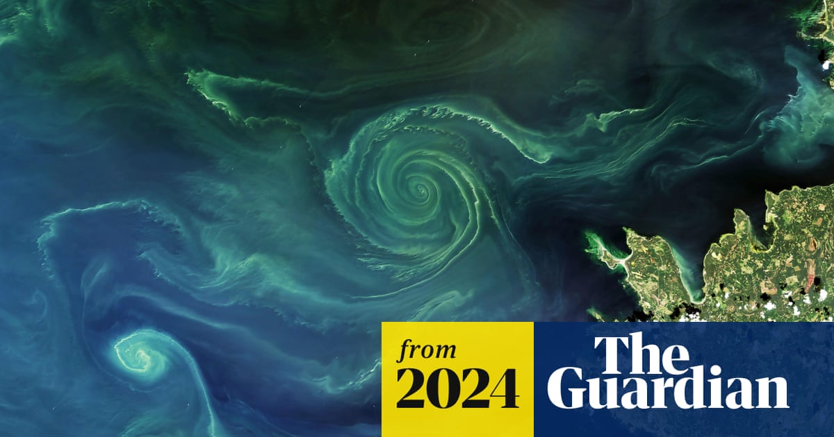 DorothySkrytek's tweet card. The sudden collapse of carbon sinks was not factored into climate models – and could rapidly accelerate global heating