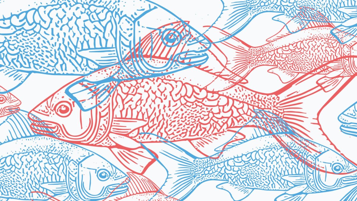 WorkMJ's tweet card. Is a trawler’s worth of fish getting in the way of our nuclear ambitions? Tali Fraser investigates something fishy going on around Hinkley Point C