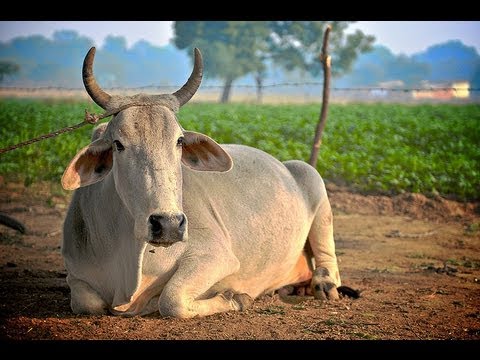 RajokriAshram's tweet card. Indian Cow and it`s benefits ( Scientific Facts )